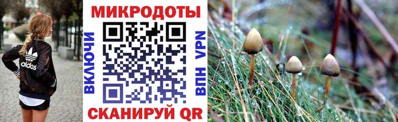 Псилоцибиновые грибы Psilocybe  Томари 